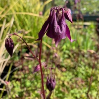 Aquilegia karelinii 